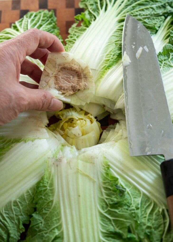 Hand using a knife to remove the root stem from a head of Bomdong cabbage
