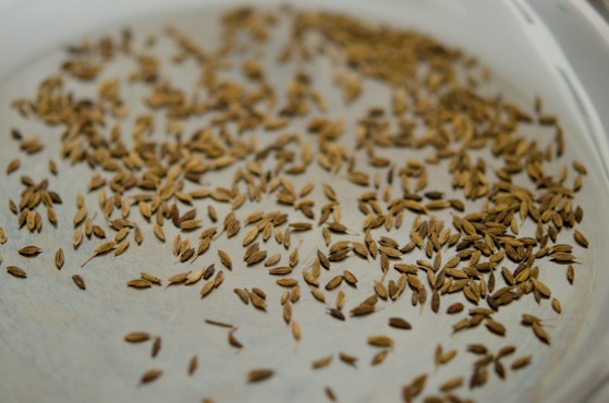 Cumin seeds are toasted in a skillet.