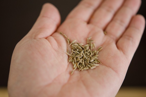 Cumin seeds are shown on the palm of hands