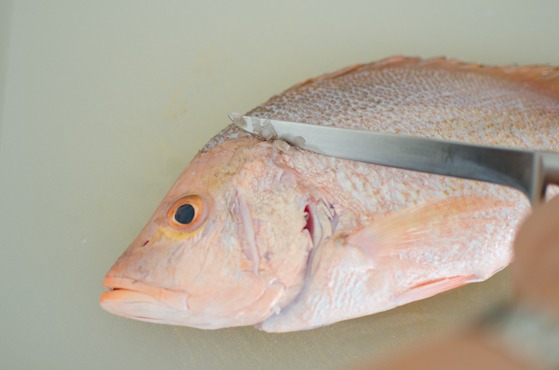 Scrapping off the scales from a red snapper 