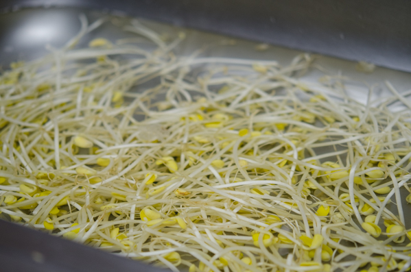 Soy bean sprouts are soaking in cold water.