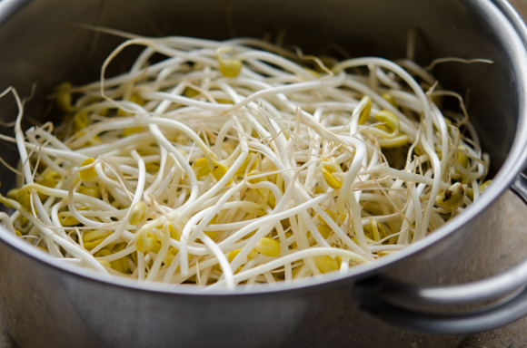 Soybean sprouts are placed inside of a pot.