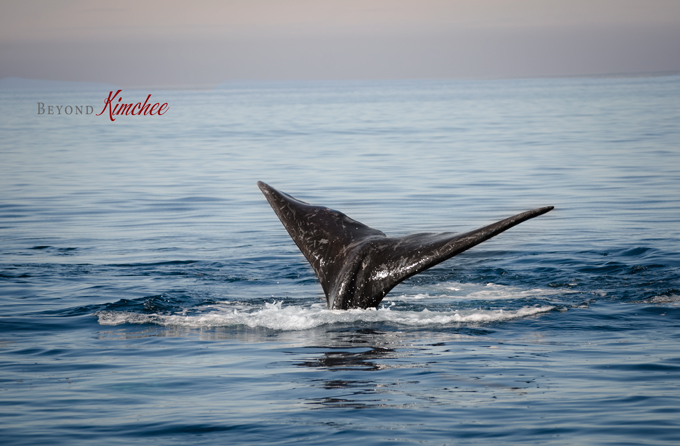 whale watching, Peninsula Valdés