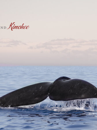 Whale watching, Penisula Valdés