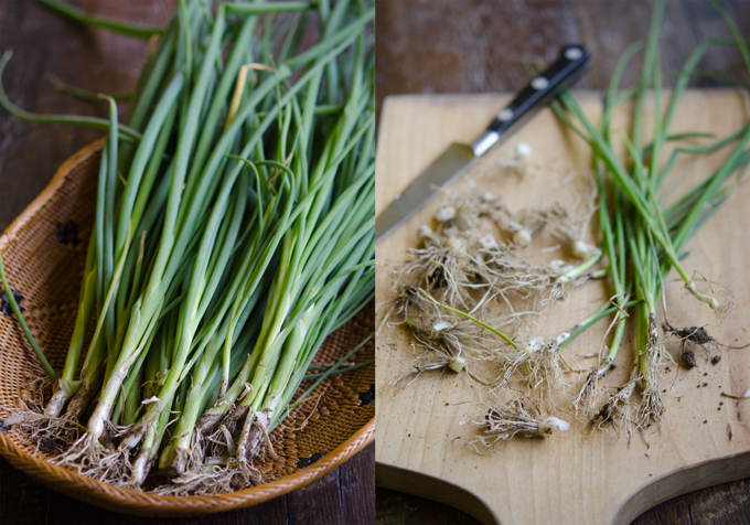 Korean green onion have long and slender stems.
