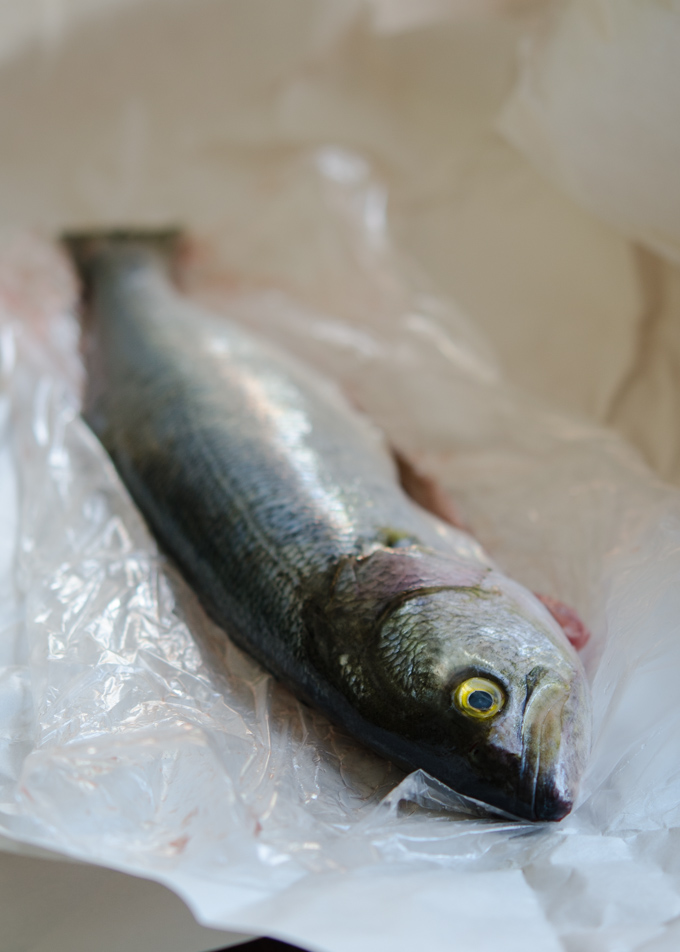 This gigantic anchoa is a Spanish word for anchovy