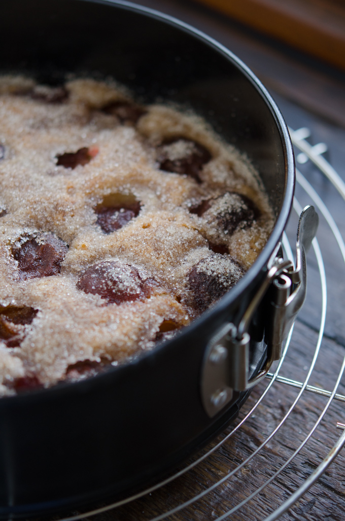 Italian prune plum cake is baked in a springform pan with crunchy sugar coating