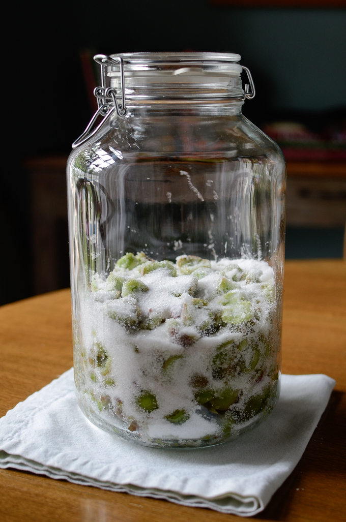 Pitted Korean Green Plum and sugar are mixed together in a glass jar.