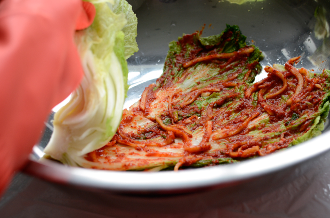 A rubber gloved hand is holding up the cabbage leaves while spreading kimchi paste.