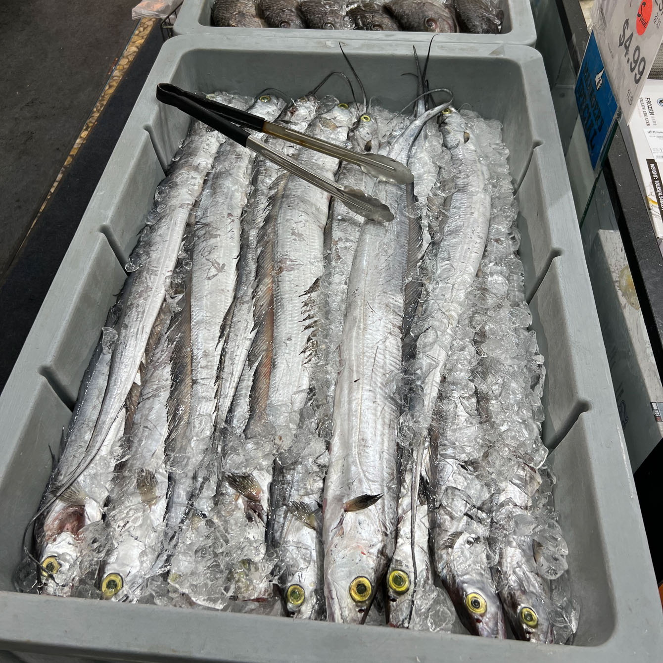 Silver belt fishes are laid together on the ice in a tray