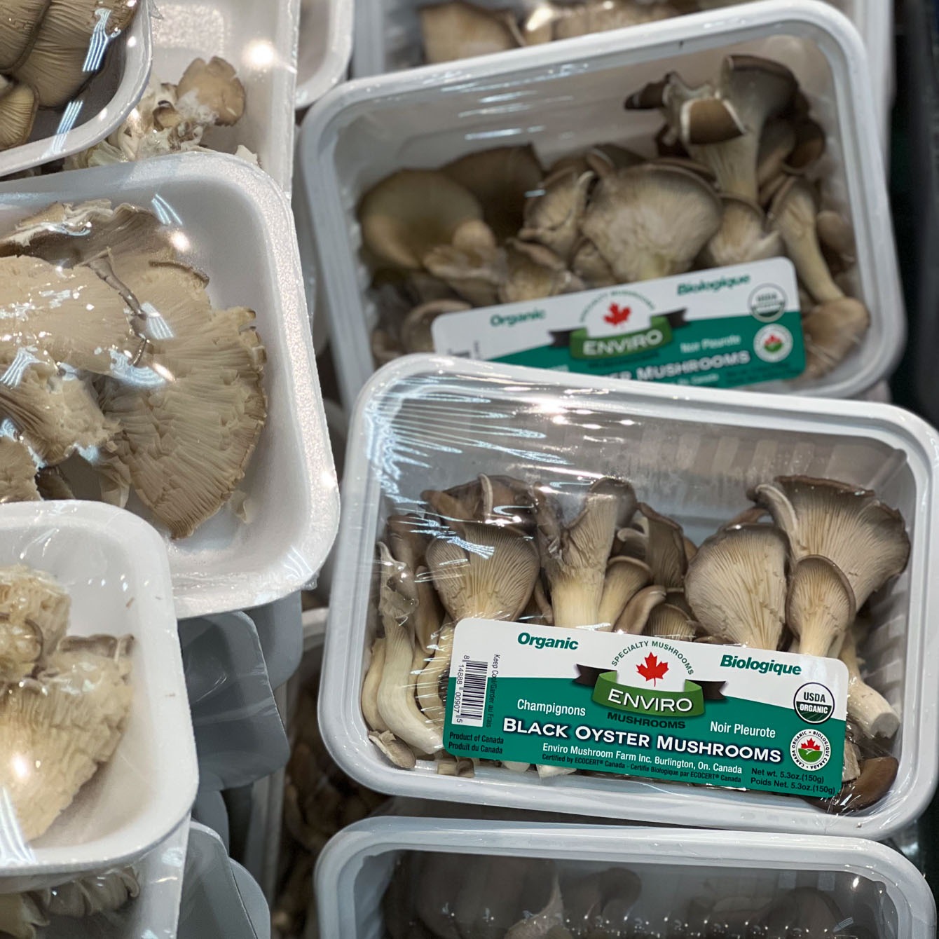 Bundles of oyster mushroom are shown in the package
