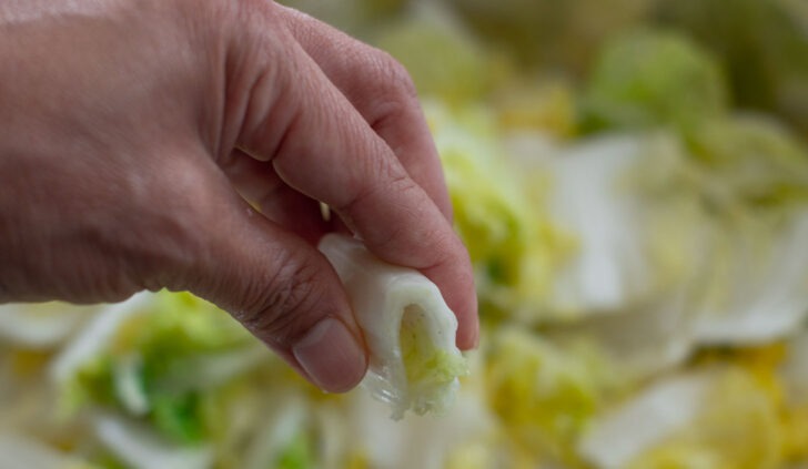 Salted brined cabbage should be easily bent.