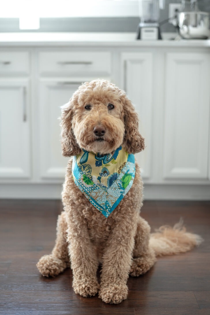 Nabi, our beloved canine labradoodle.