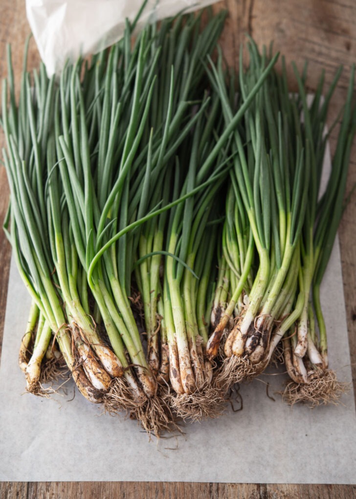 A bunch of green onions are shown with their roots and dirts.