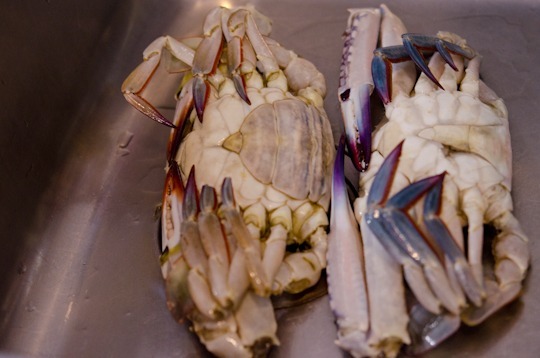 Female and male crab on side by side.