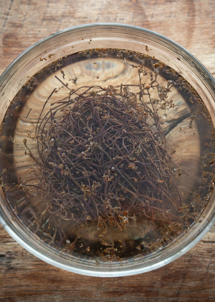 dried gosari (Korean fernbrake) soaking in water to rehydrate