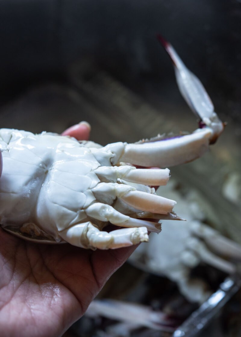 Underside of a crab with the thin leg tips trimmed off.