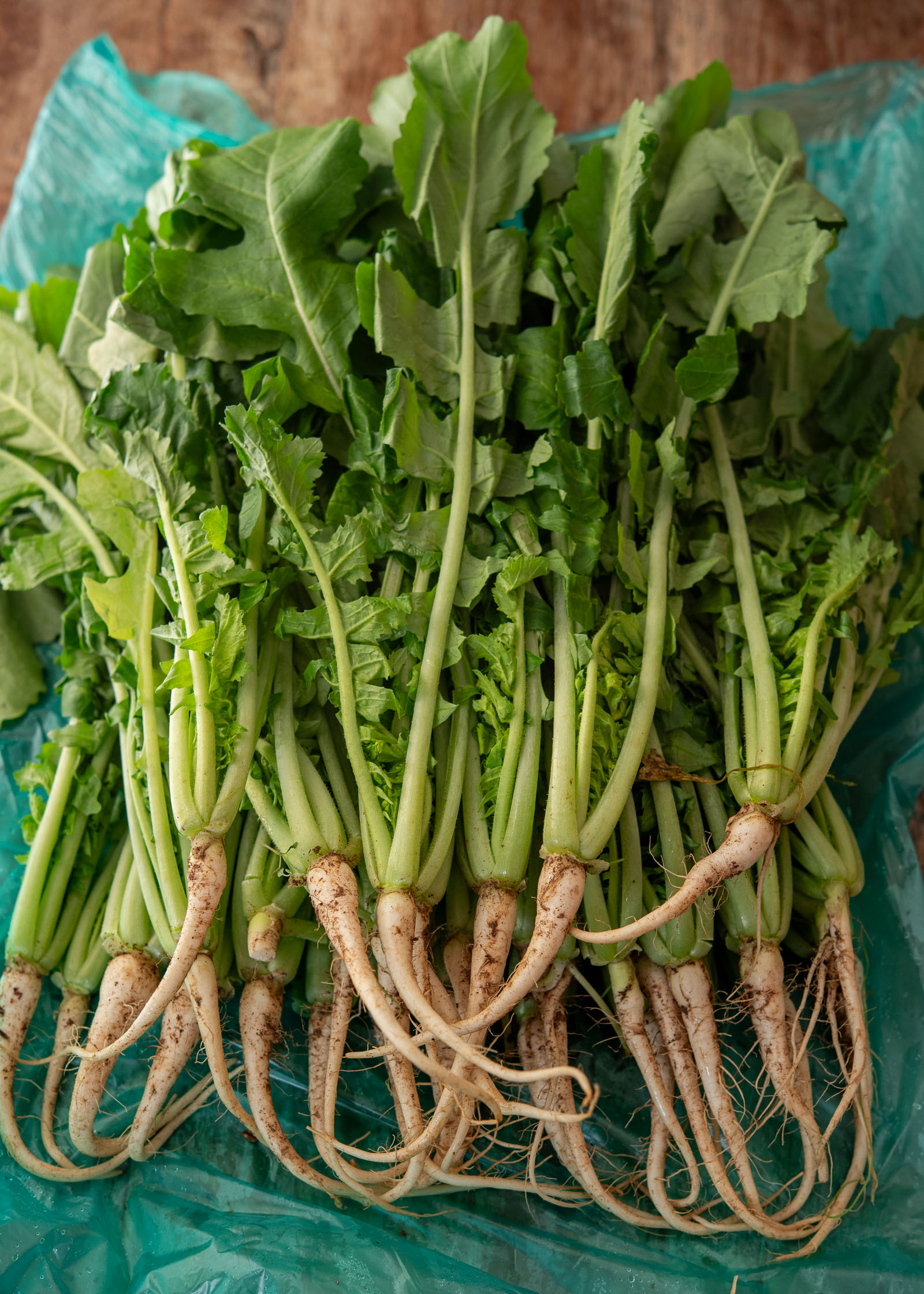 Fresh yeolmu (young Korean radish greens) with tender roots and leafy tops