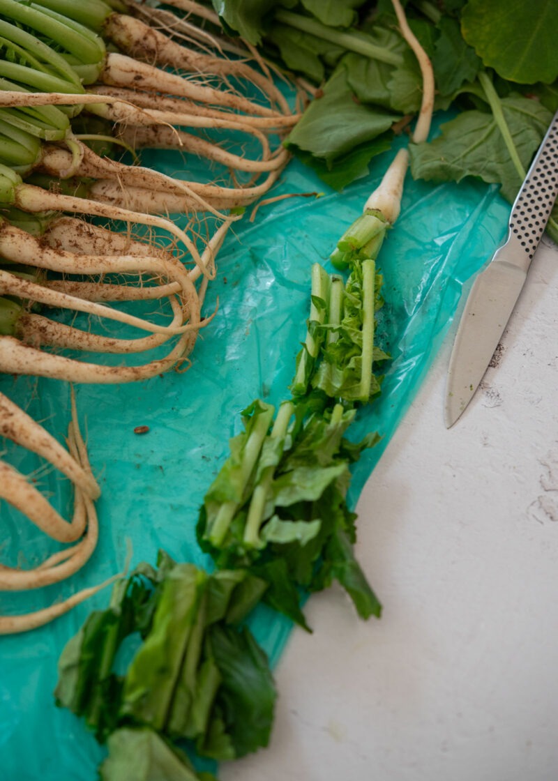 Cutting young Korean radish greens into 3-inch pieces