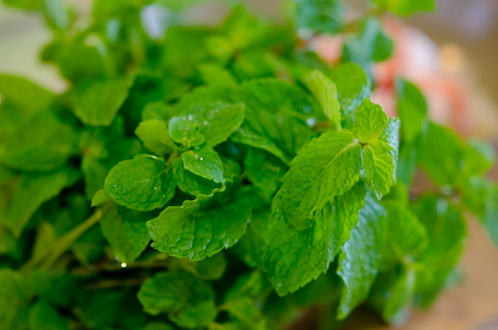 A bunch of fresh mint.
