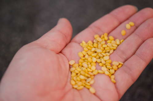 Yellow split mung beans are shown on the palm of a hand.